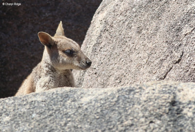 7223-magnetic-island.jpg