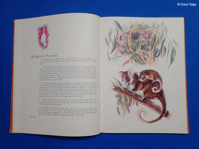 Book: Animals of Australia 1956