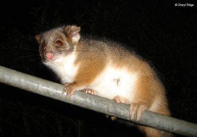 Common Ringtail Possum