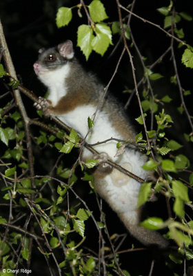 Common Ringtail Possum