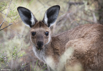 1453b-kangaroo.jpg