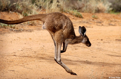 1449b-kangaroo.jpg