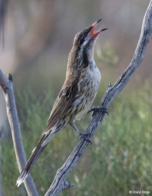 spiny cheeked honeyeaters