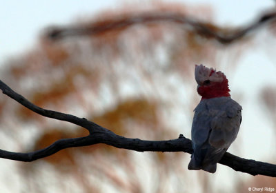 Galah at Gluepot Reserve South Australia