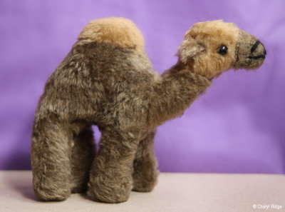unknown camel