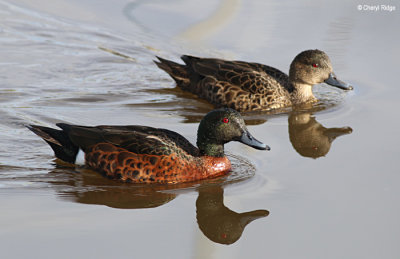 Chestnut Teal Duck