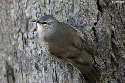 Brown Treecreeper