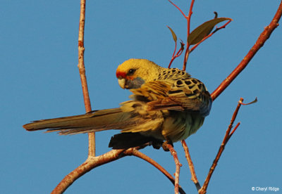 Yellow Rosella