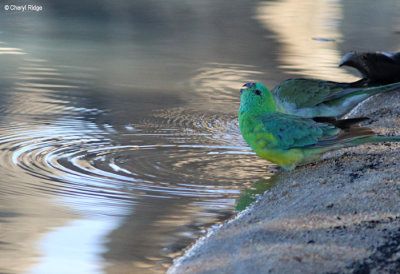 2751- Red rumped Parrot