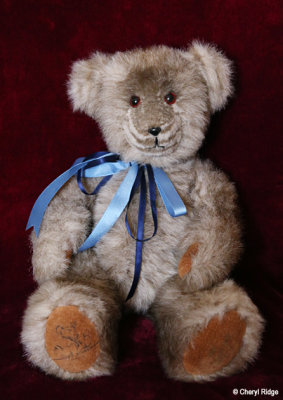 Bob White bear