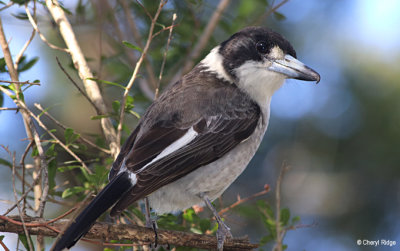 3410-butcherbird.jpg