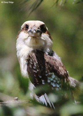 3442-kookaburra.jpg