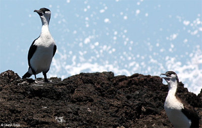 Black-faced Cormorant
