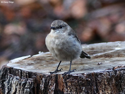 9517-dusky-robins.jpg