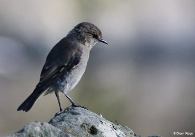 Dusky Robins