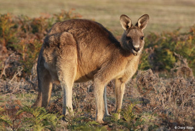 Forester Kangaroos