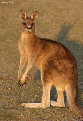 0420-forester-kangaroo.jpg