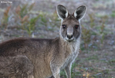 0423-forester-kangaroo.jpg