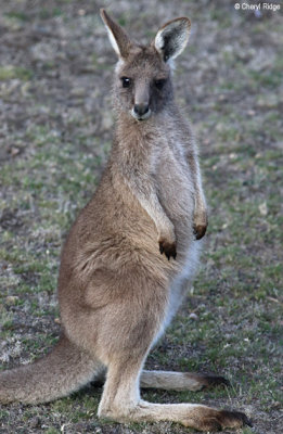 0424-forester-kangaroo.jpg