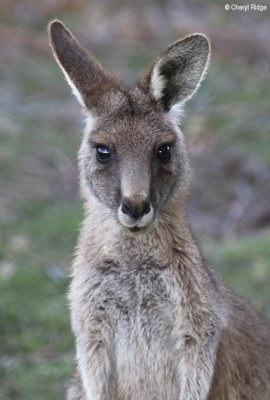 0425-forester-kangaroo.jpg