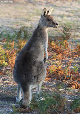 0427-forester-kangaroo.jpg