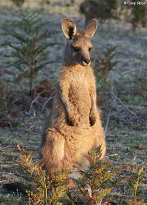 0429-forester-kangaroo.jpg