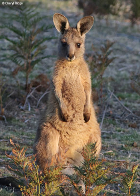 0430-forester-kangaroo.jpg