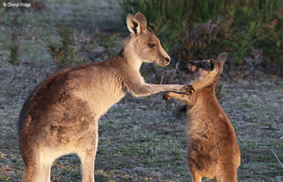 0433-forester-kangaroo.jpg