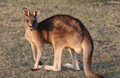 0434-forester-kangaroo.jpg