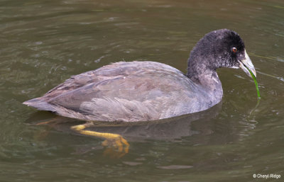 3764b-eurasian-coot.jpg
