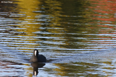 0272-eurasian-coot.jpg