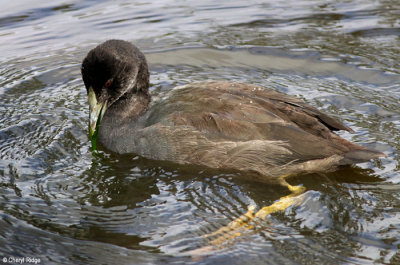 3758b-eurasian-coot.jpg
