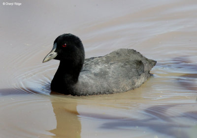 4193--eurasian-coot.jpg