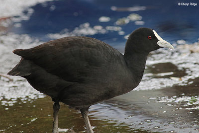 5229-eurasian-coot.jpg