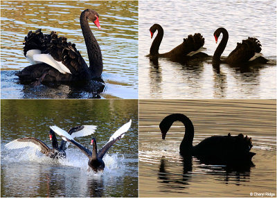 Black Swans - Phillip Island