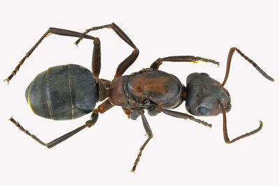 Ant - Formica sp1 - 1 m18