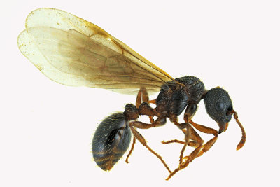 Ant - Myrmica sp3 1 m18