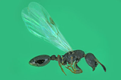 Ant - sp4 m18