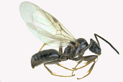 Ant - Tapinoma sessile 1 m18