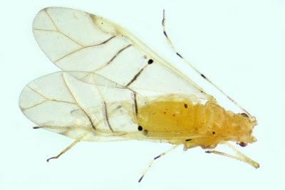 Aphid - pucerons - Pterocallis alnifoliae  1 m18