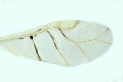 Aphid - pucerons - Pterocallis alnifoliae  2 m18