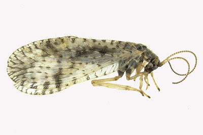 Brown Lacewing - Micromus variegatus  m18