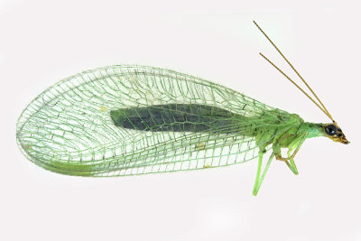Green Lacewing - Chrysopa oculata sp2 1 m18