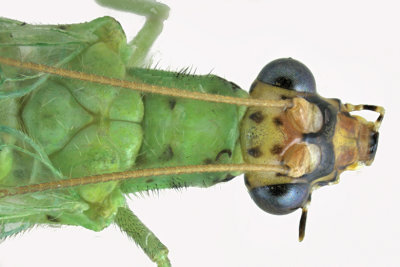 Green Lacewing - Chrysopa oculata sp2 2 m18