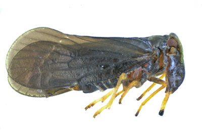 Delphacid Planthopper - Cedusa sp 1 m18