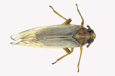 Delphacid Planthopper - Cedusa sp 1 m18