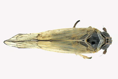 Delphacid Planthopper - Javesella pellucida sp2 1 m18