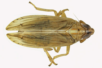 Delphacid Planthopper - Stenocranus sp 1 m18