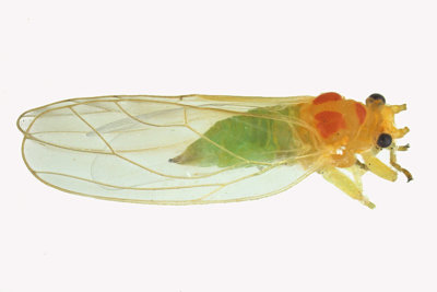Psylloidea - Psylla sanguinea m18
