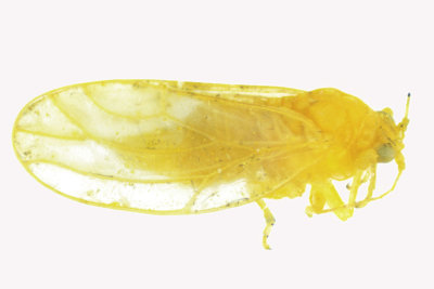 Psylloidea - Aphalaridae - Craspedolepta, vulgaris group m18 